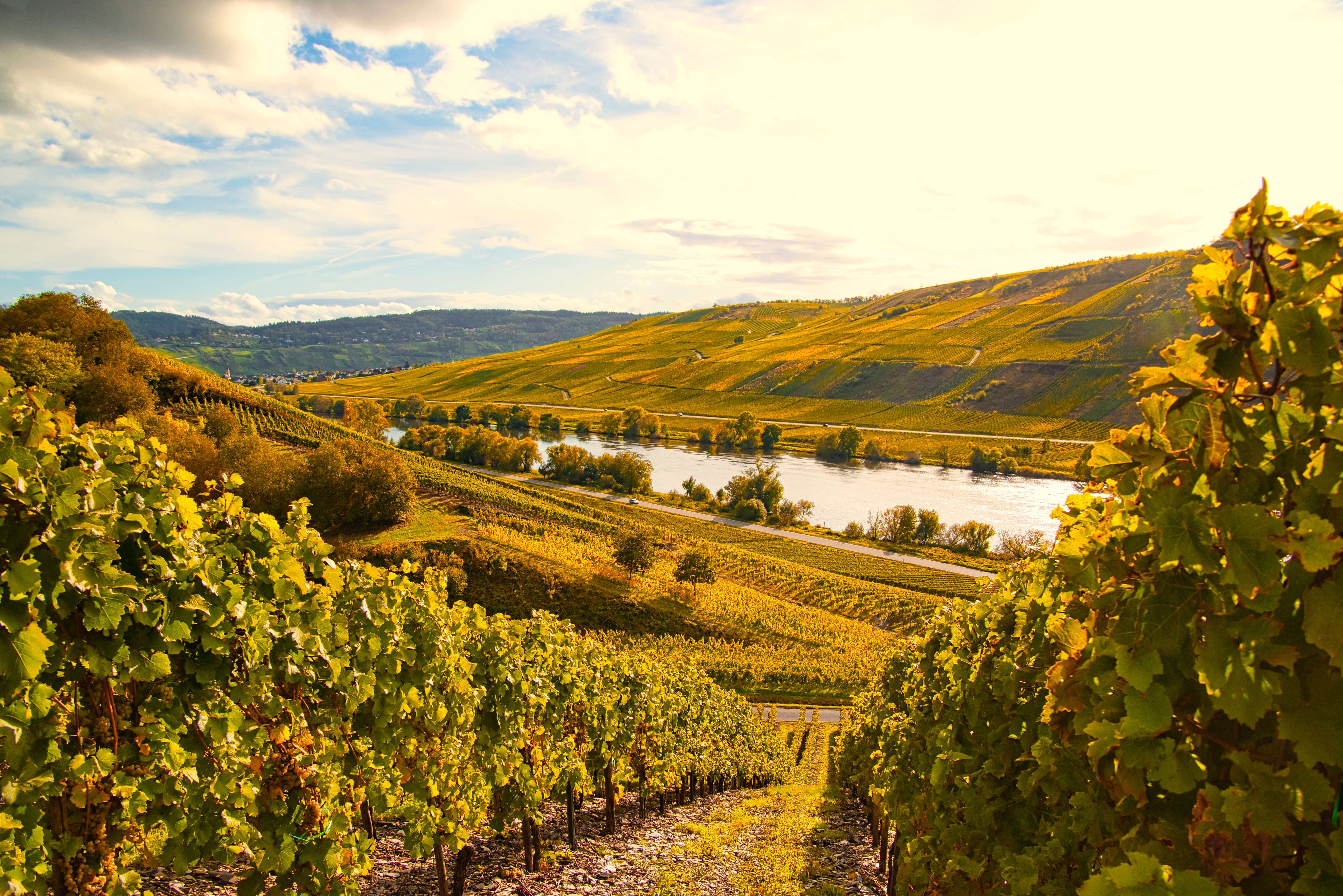 Elvecruise p� Rhinen og Mosel med vinsmaking